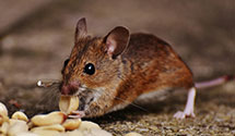 24 Hour & Emergency Exterminators in Livermore Fls, ME